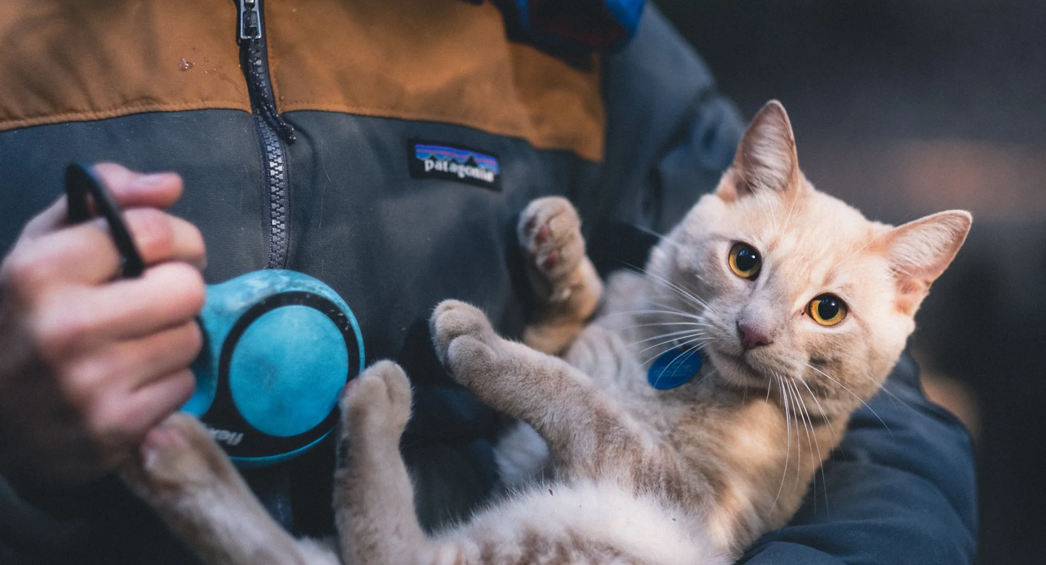 Woman holding a cat Woman holding a cat