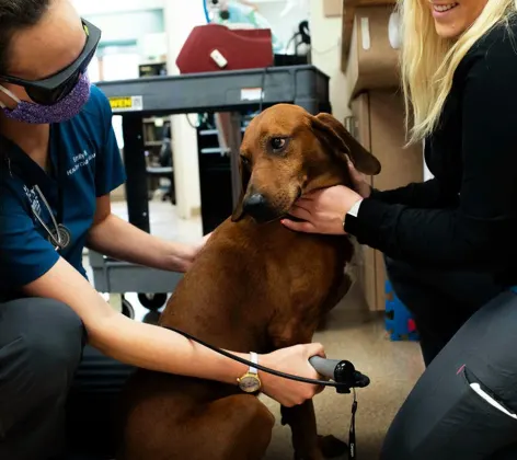 Dog receiving laser treatment.
