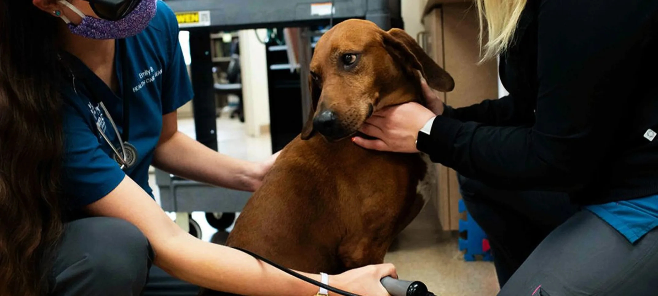 Dog receiving laser treatment. Dog receiving laser treatment.