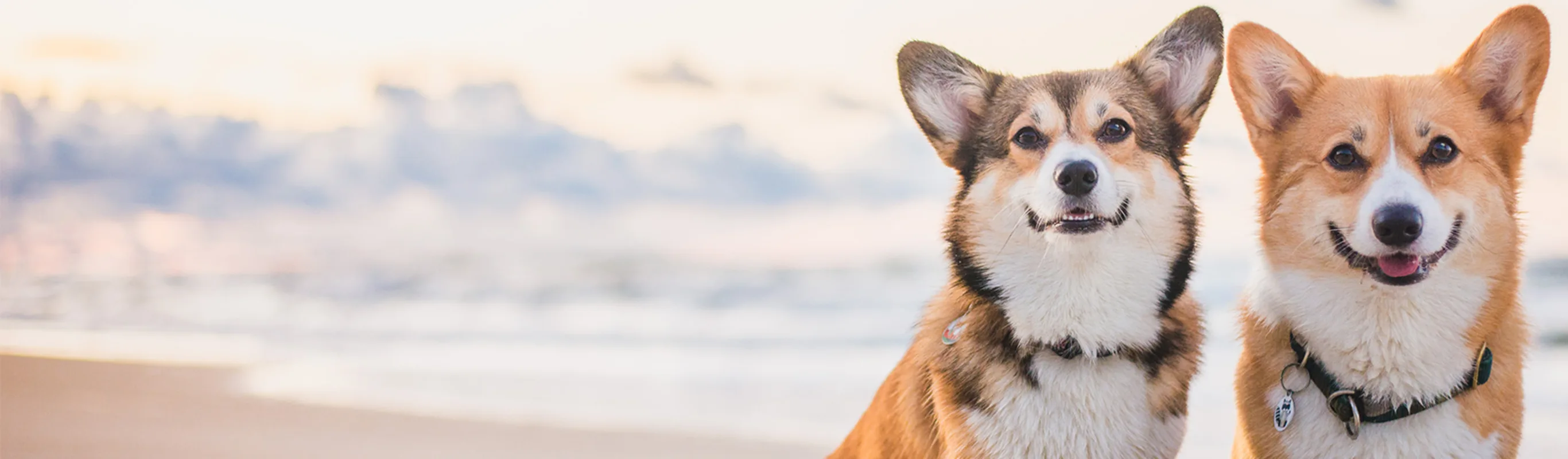 Two corgis sitting on a beach in the sand Two corgis sitting on a beach in the sand