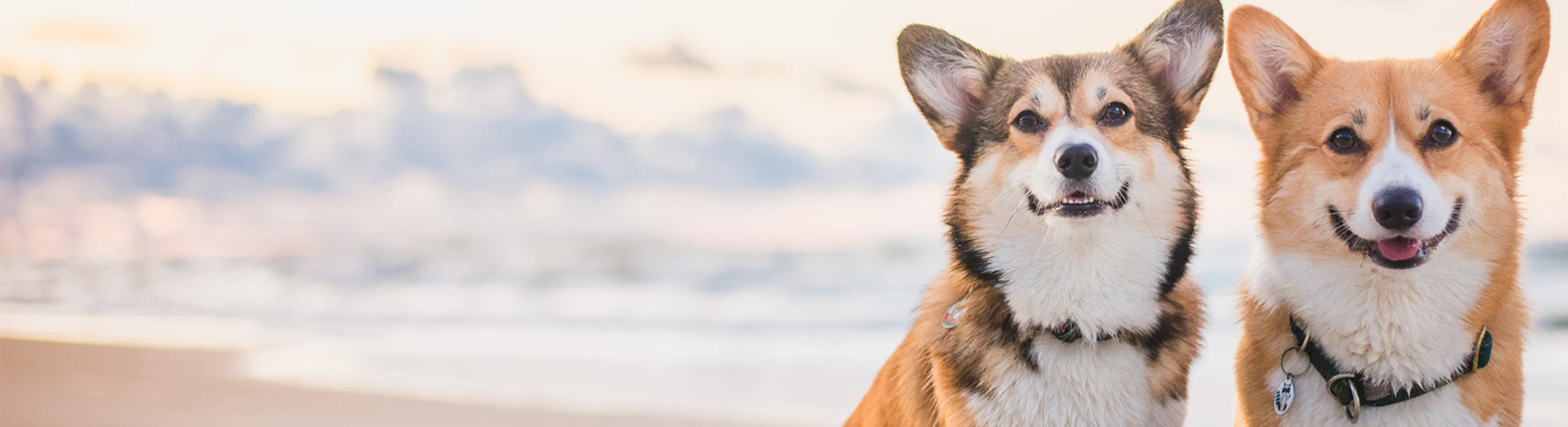 Two corgis sitting on a beach in the sand Two corgis sitting on a beach in the sand