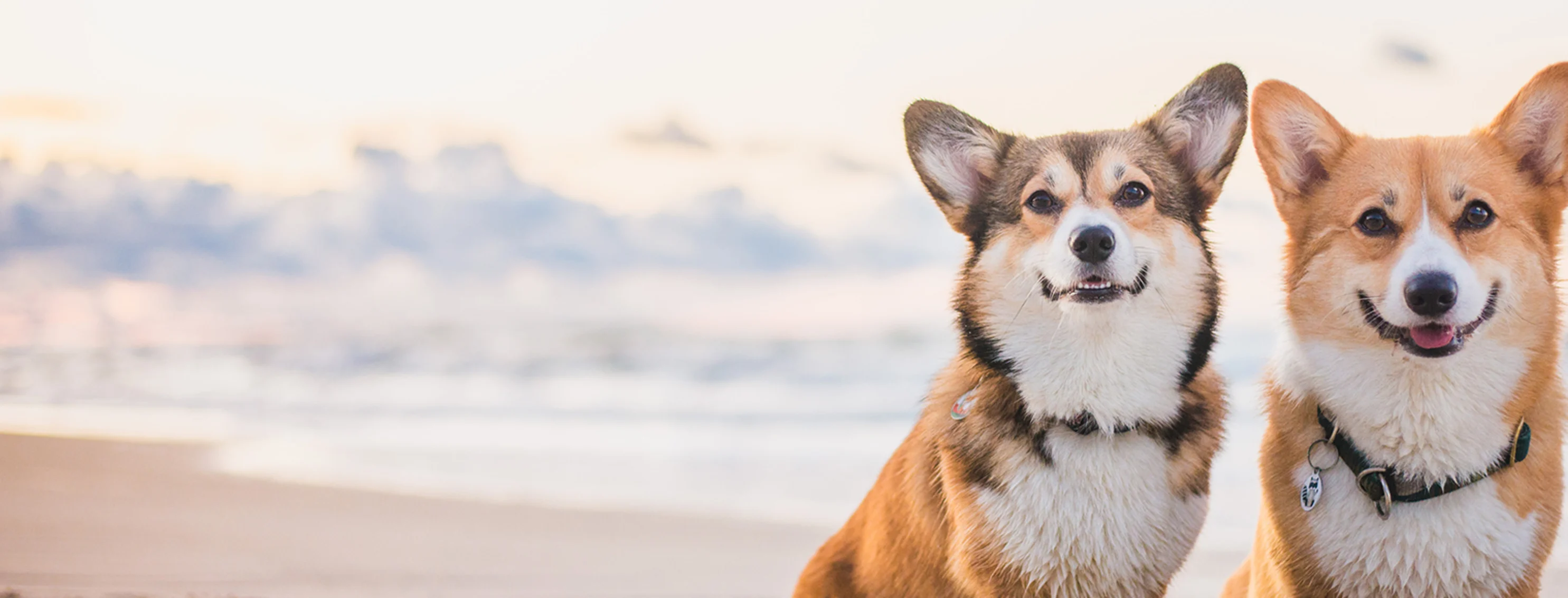 Two corgis sitting on a beach in the sand Two corgis sitting on a beach in the sand