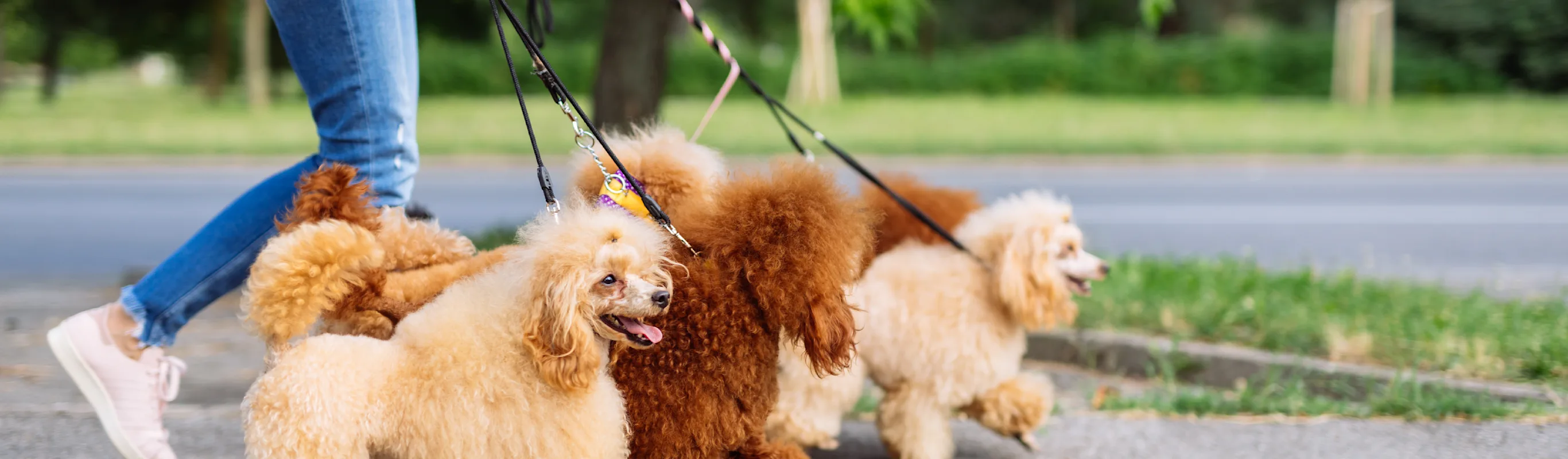 group of dogs being walked across street