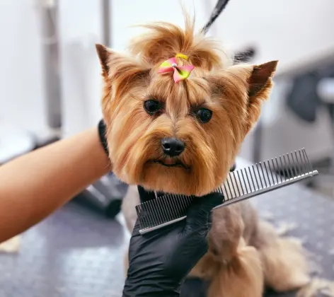 Dog Grooming at Salon 