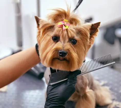 Dog Grooming at Salon Dog Grooming at Salon