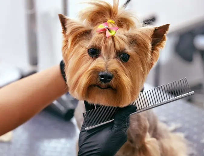 Dog Grooming at Salon Dog Grooming at Salon