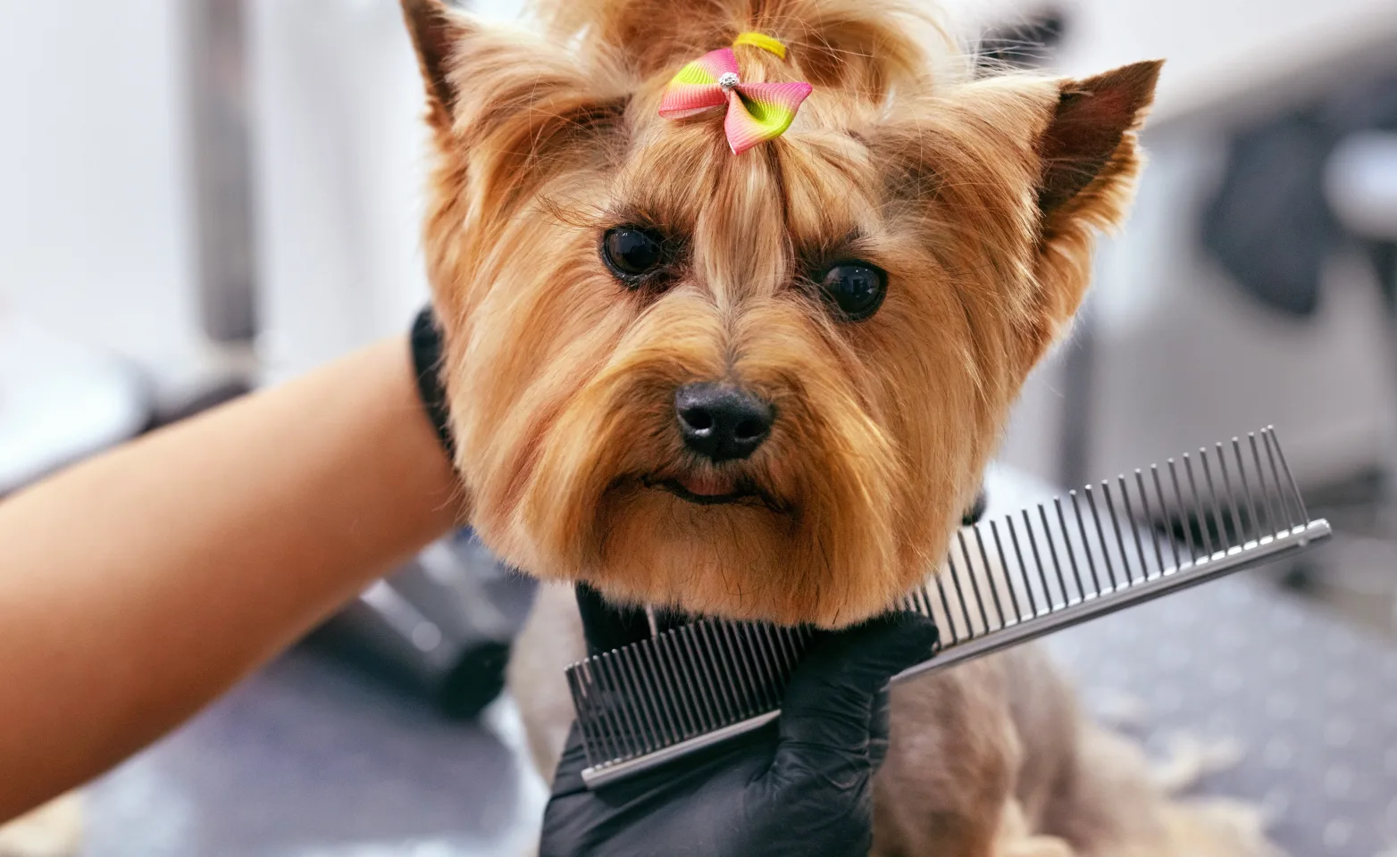 Small Dog Getting Groomed