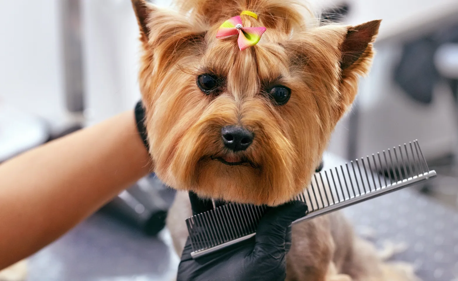Small Dog Getting Groomed Small Dog Getting Groomed