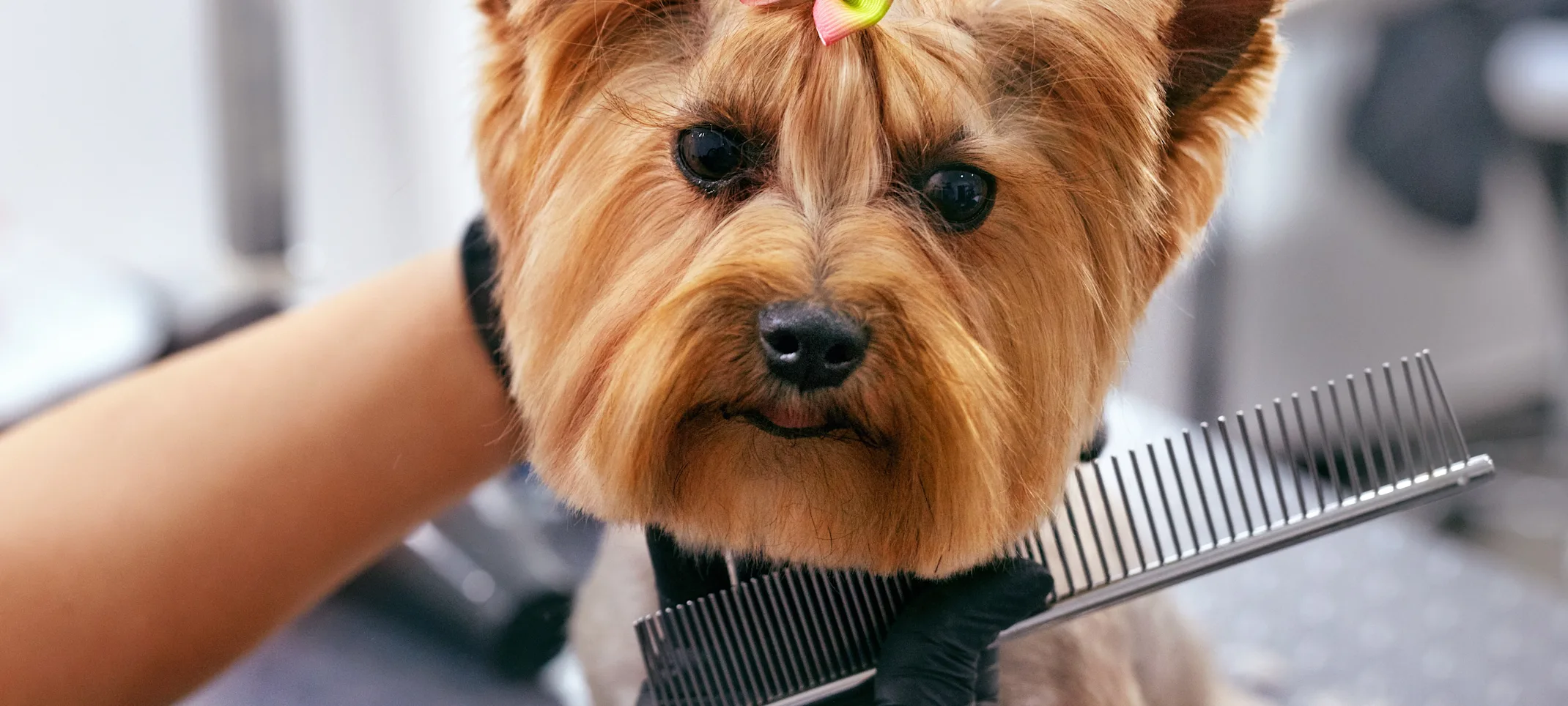 Dog Grooming at Salon 