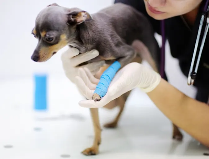 Veterinarian Helping a Dog with an Injured Leg