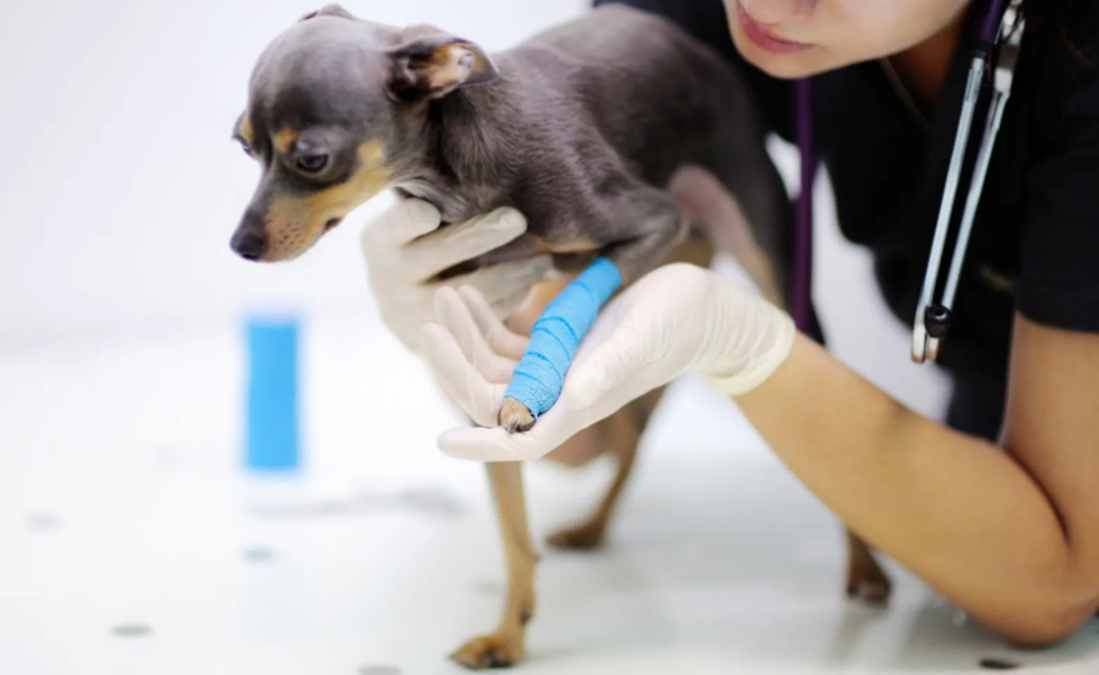 Veterinarian Helping a Dog with an Injured Leg