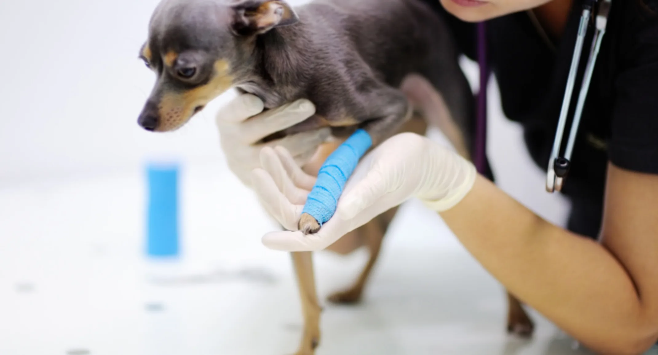 Veterinarian Helping a Dog with an Injured Leg