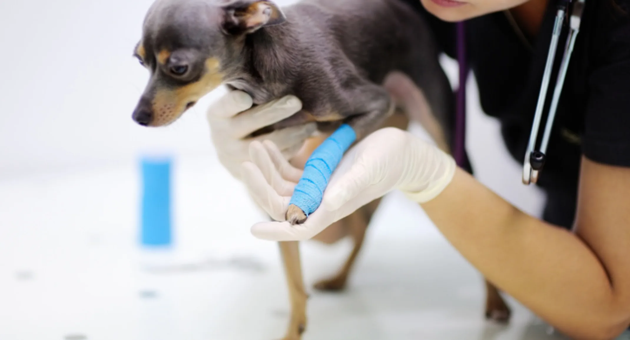 Veterinarian Helping a Dog with an Injured Leg Veterinarian Helping a Dog with an Injured Leg