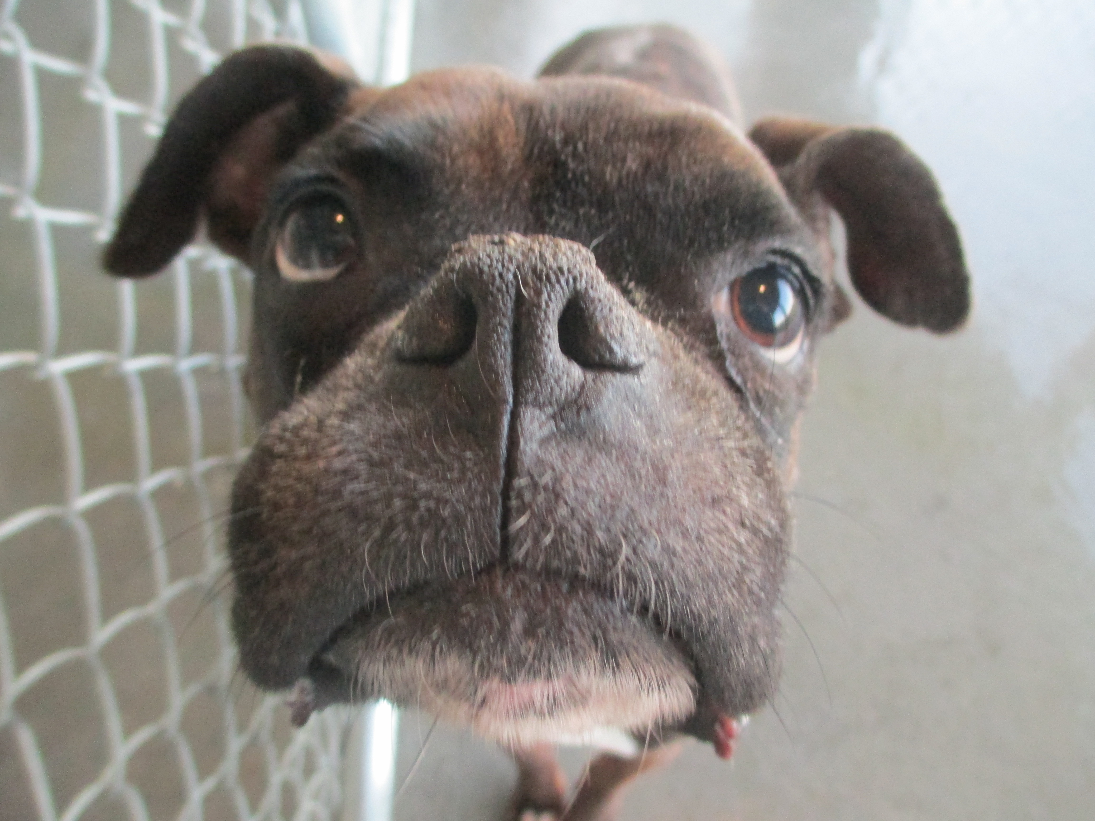 Waterville Veterinary Clinic Dog Closeup
