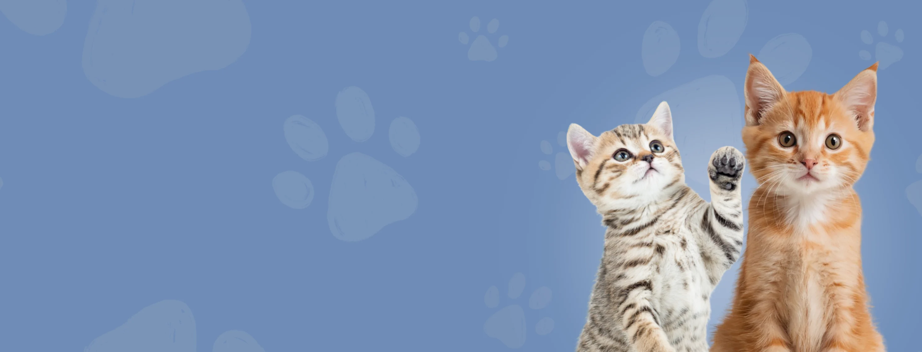 Two Kittens in Front of Purple Background Two Kittens in Front of Purple Background