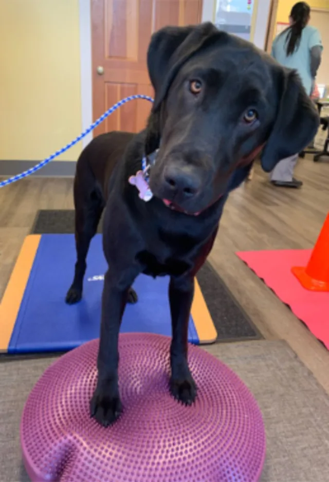 Black dog standing on purple exercise ball