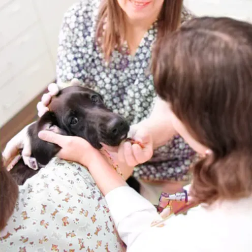 Vets checking dog health Vets checking dog health