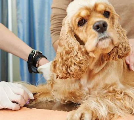 Cocker Spaniel getting blood drawn Cocker Spaniel getting blood drawn