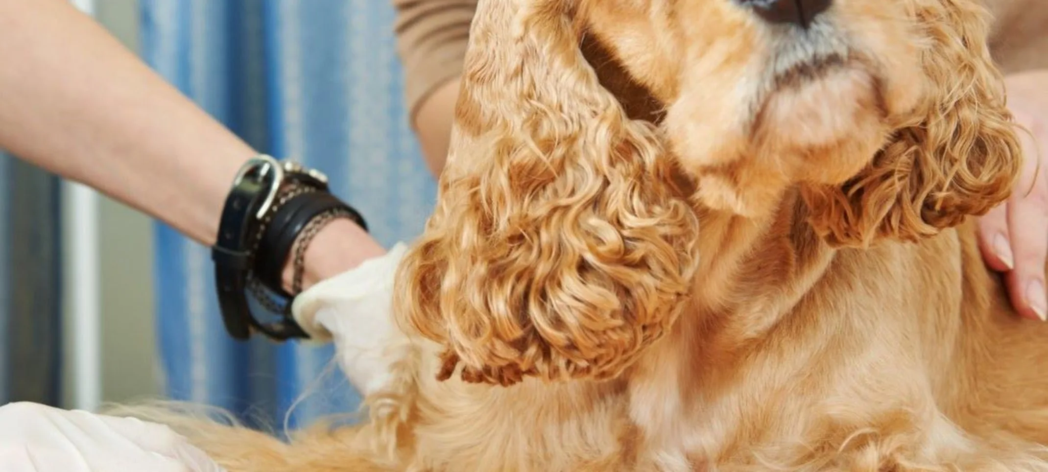 Cocker Spaniel getting blood drawn Cocker Spaniel getting blood drawn