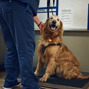 Happy Golden Retriever being weighed.