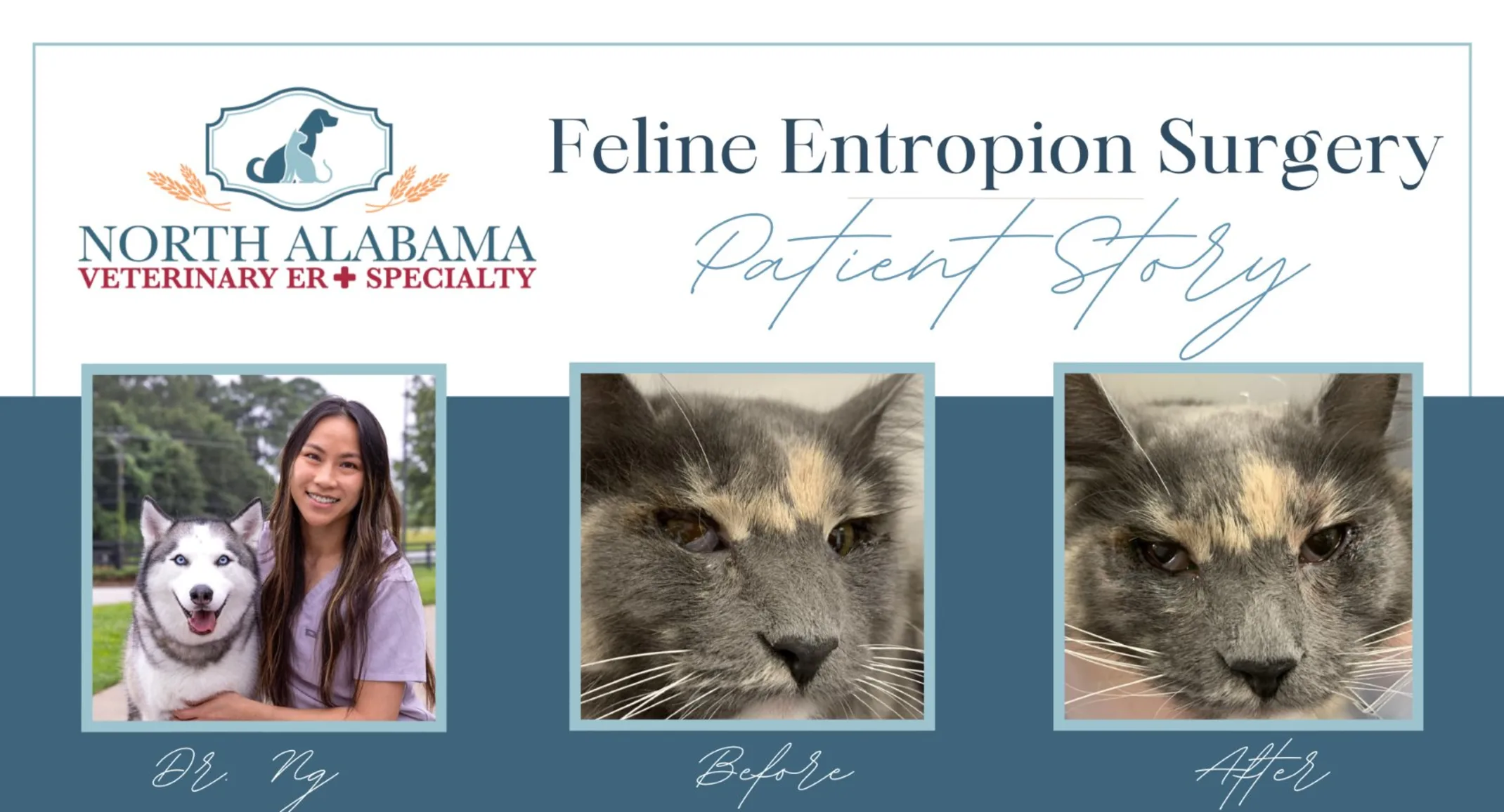 Before and after of Feline Entropion Surgery on cat Before and after of Feline Entropion Surgery on cat
