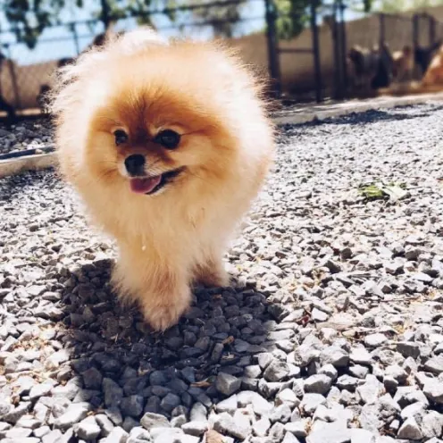 Pomeranian outside at Hill Country Animal Hospital