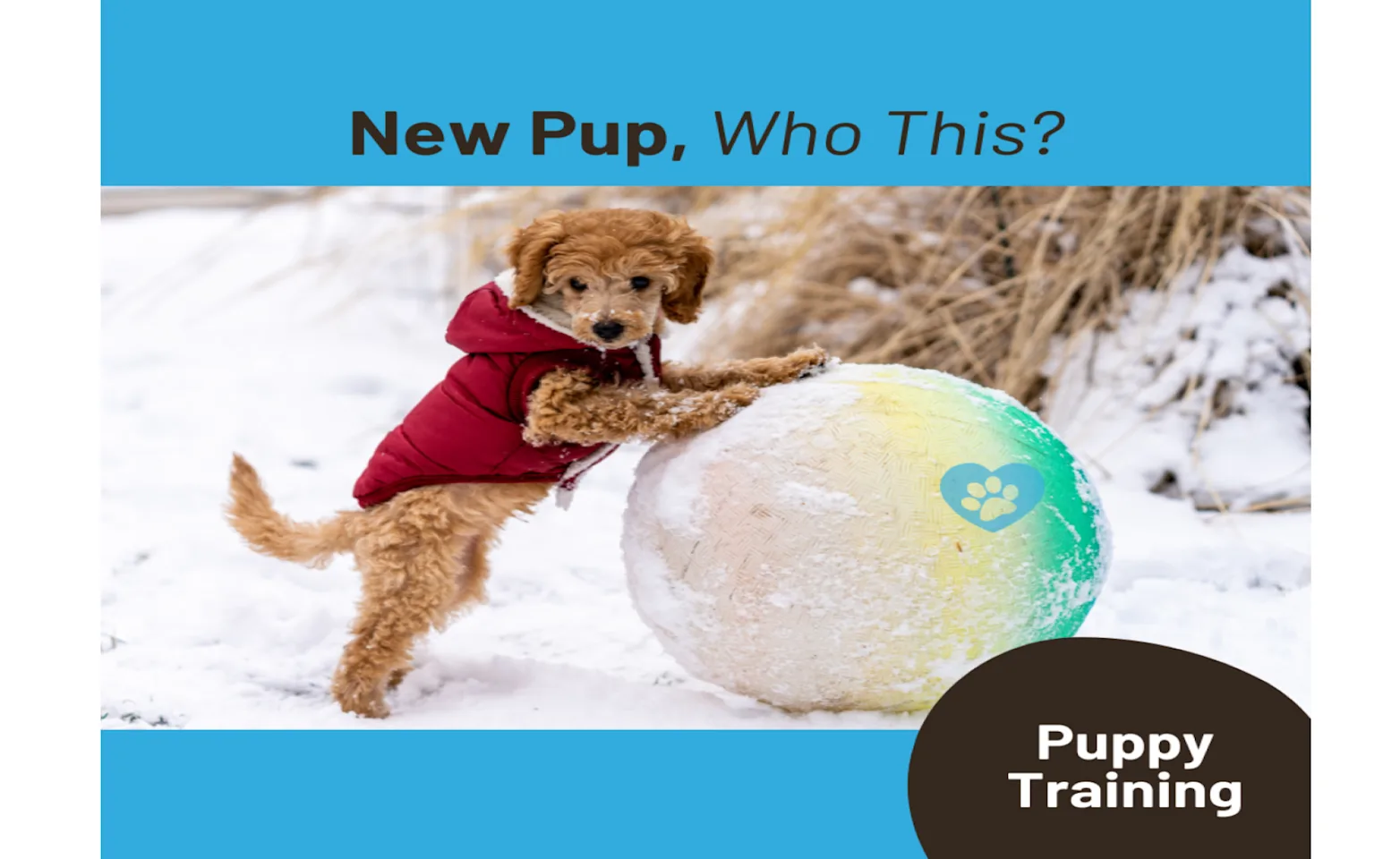 Westhills Veterinary Clinic Puppy Training Westhills Veterinary Clinic Puppy Training