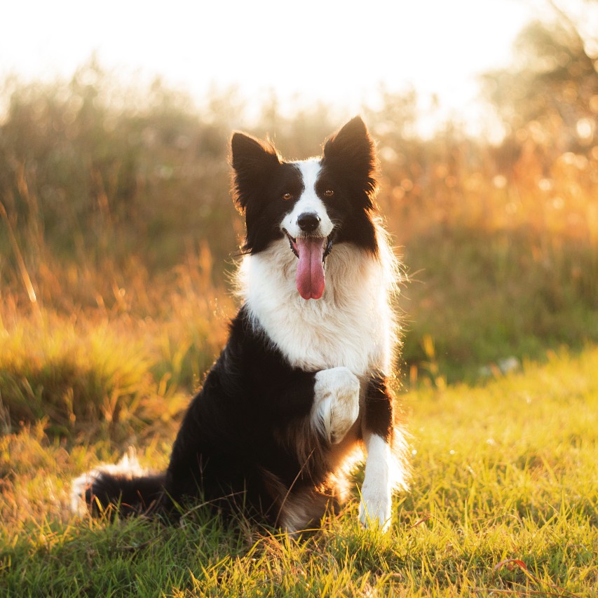 A dog sitting outside in the forest