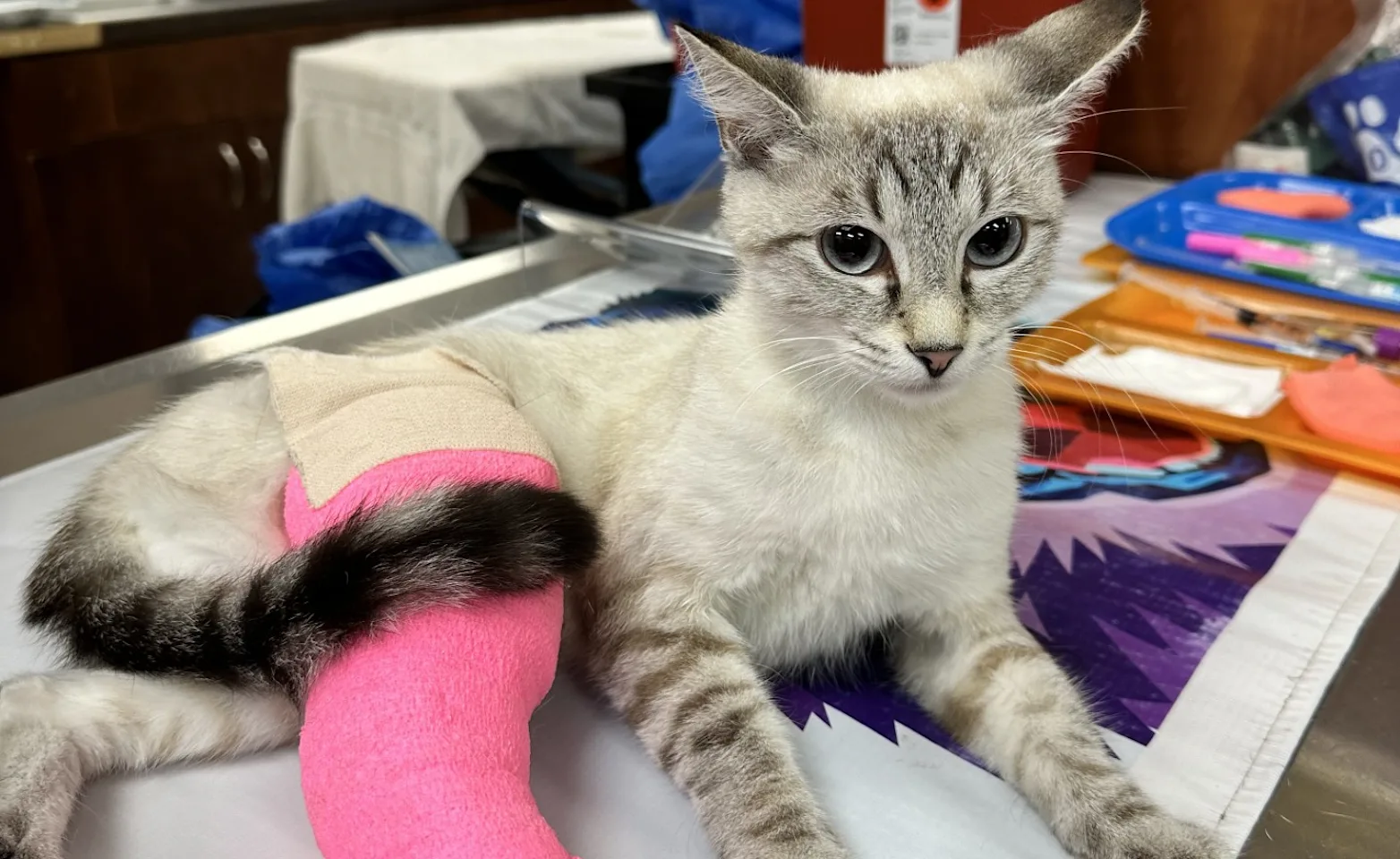 Grey cat in splint with pink bandage Grey cat in splint with pink bandage