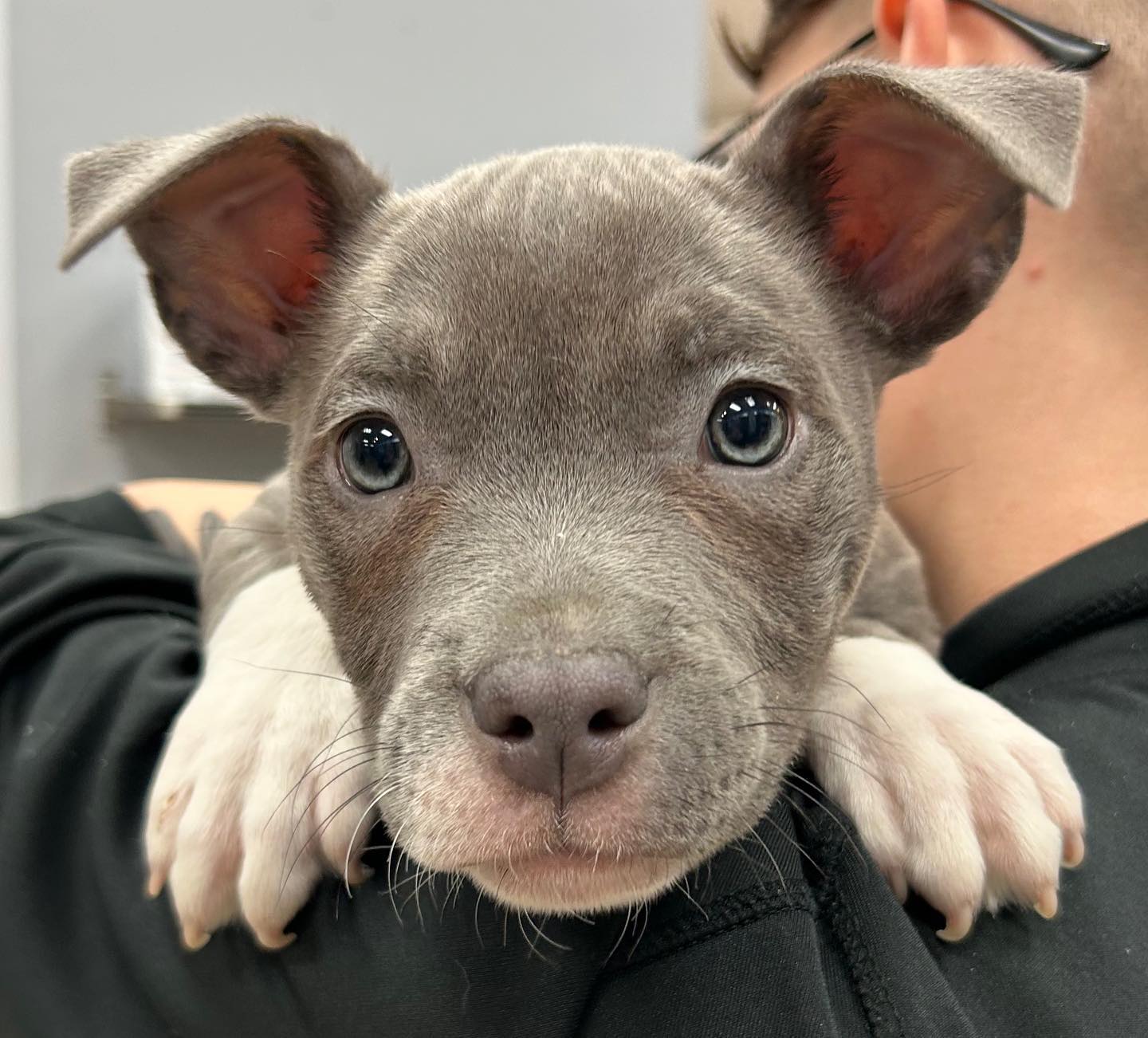 Grey dog resting on owner's shoulder.