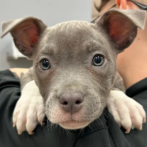 Stormi Grey dog resting on owner's shoulder.