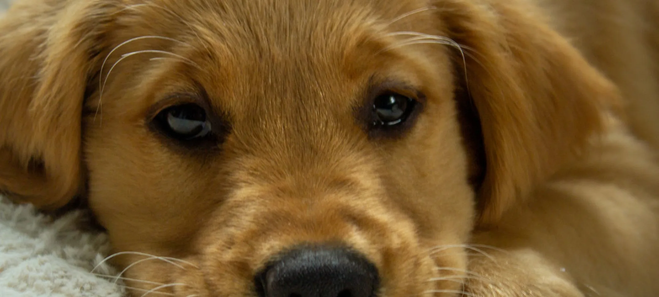 A little Golden Retriever puppy named Suzie A little Golden Retriever puppy named Suzie