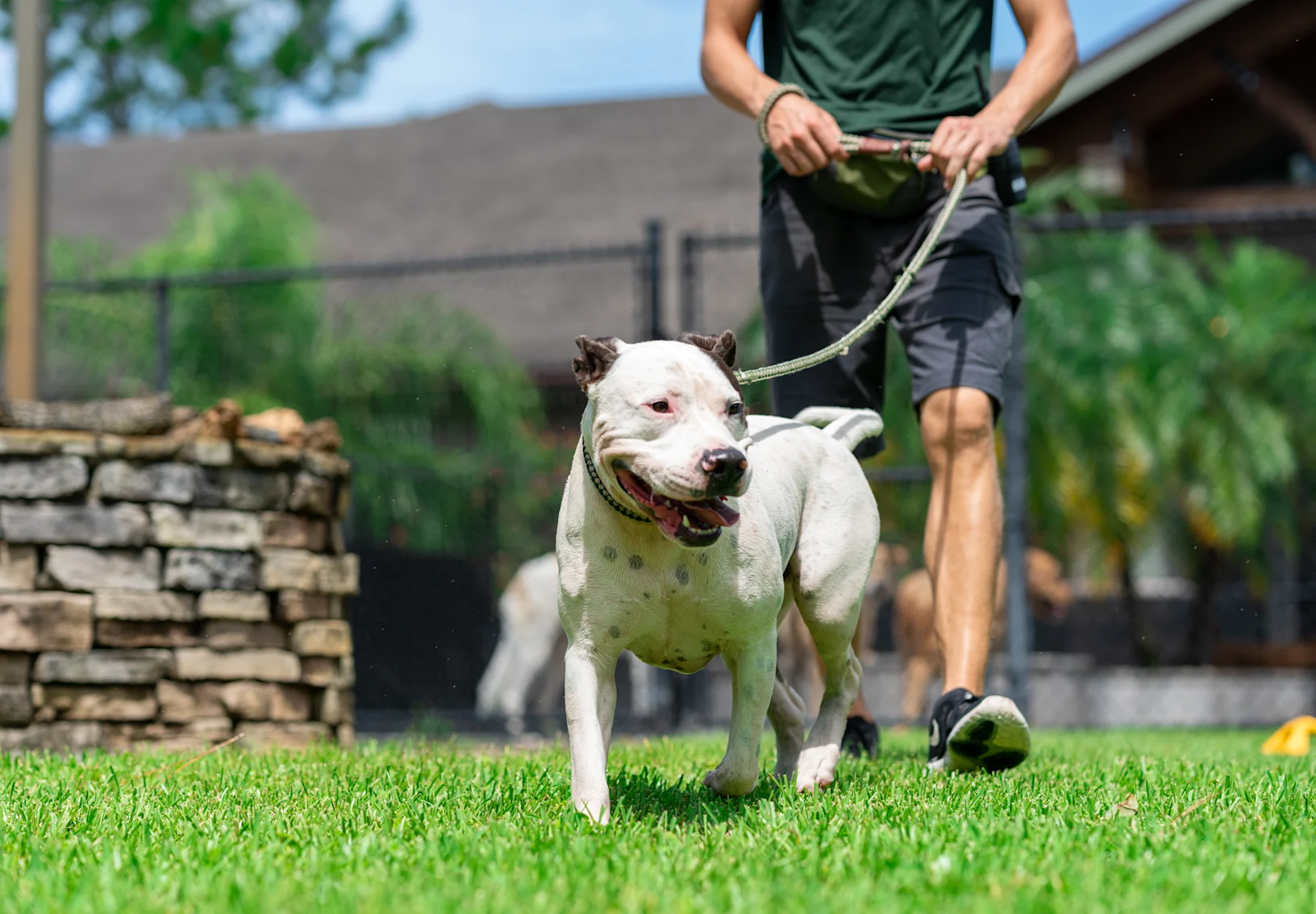 The Lodge at New Tampa Dog Walk The Lodge at New Tampa Dog Walk