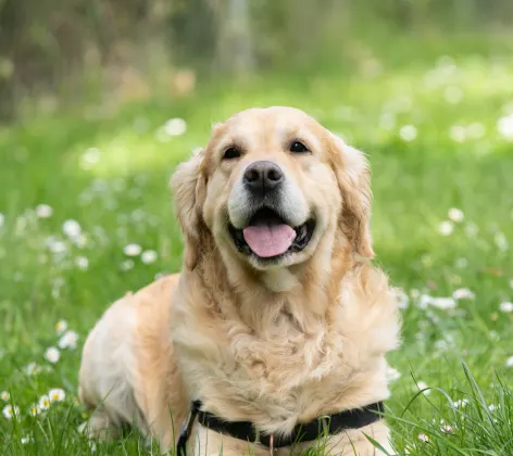 large dog smiling in grass