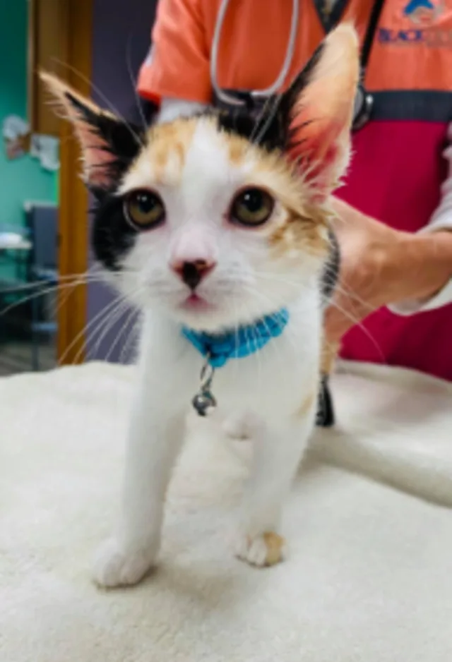 Staff member caring for a calico cat on a table Staff member caring for a calico cat on a table
