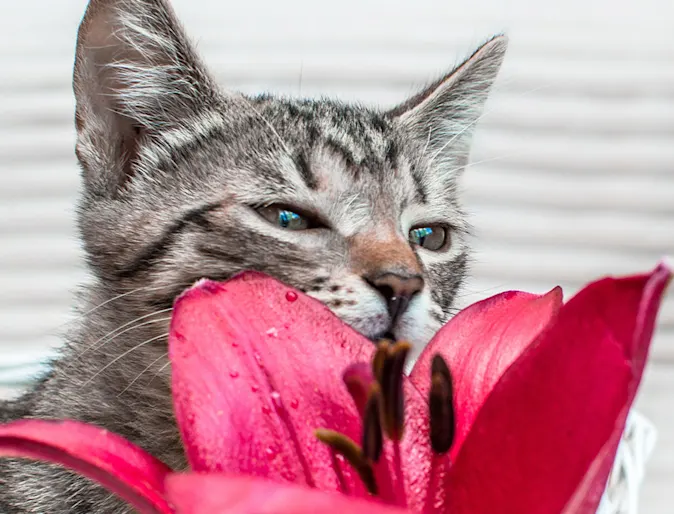 Kitty with pink flower Kitty with pink flower