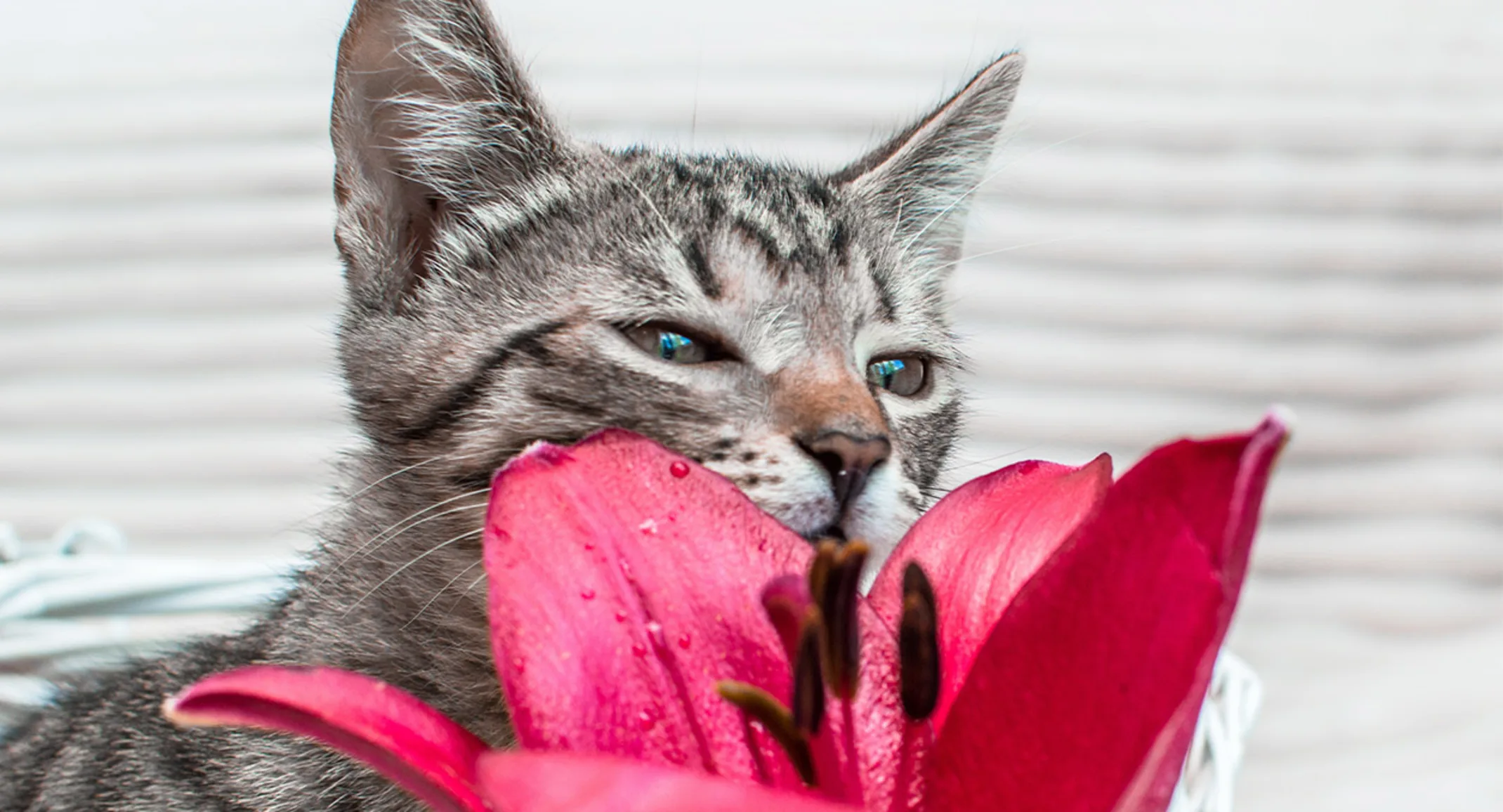 Kitty with pink flower Kitty with pink flower