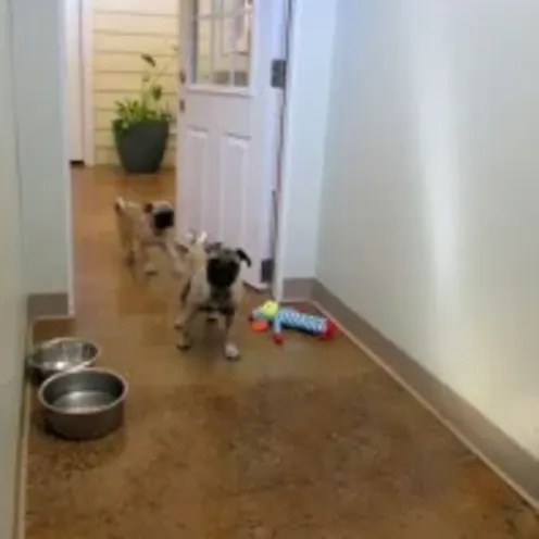 Two small dogs walking through the hall at Clarksville Kennels