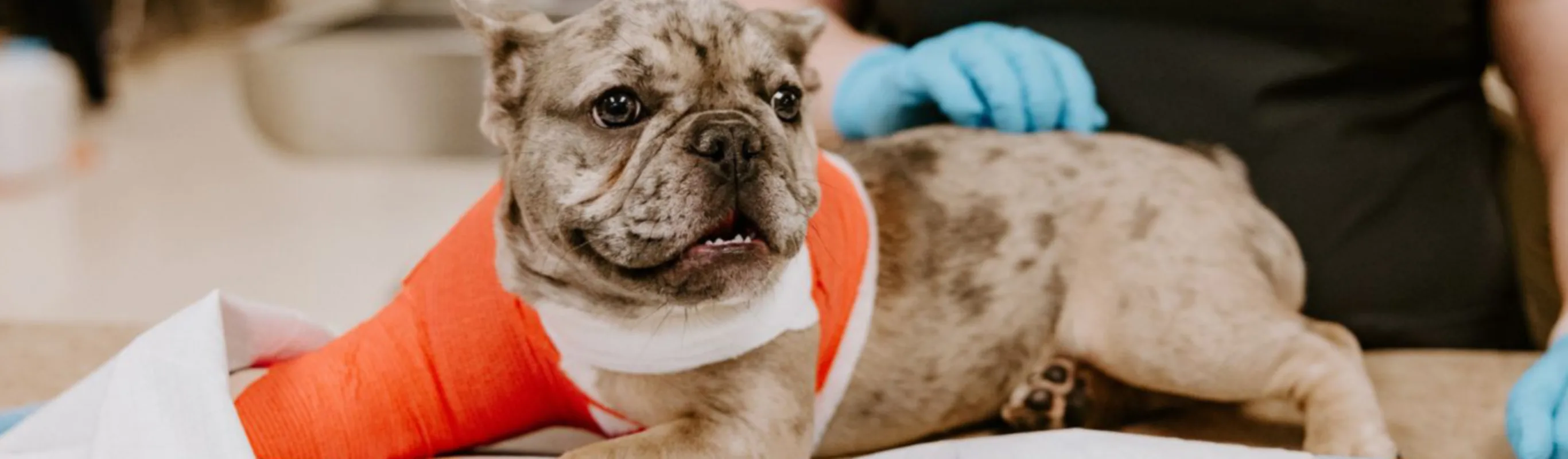 A bulldog with a bandage A bulldog with a bandage