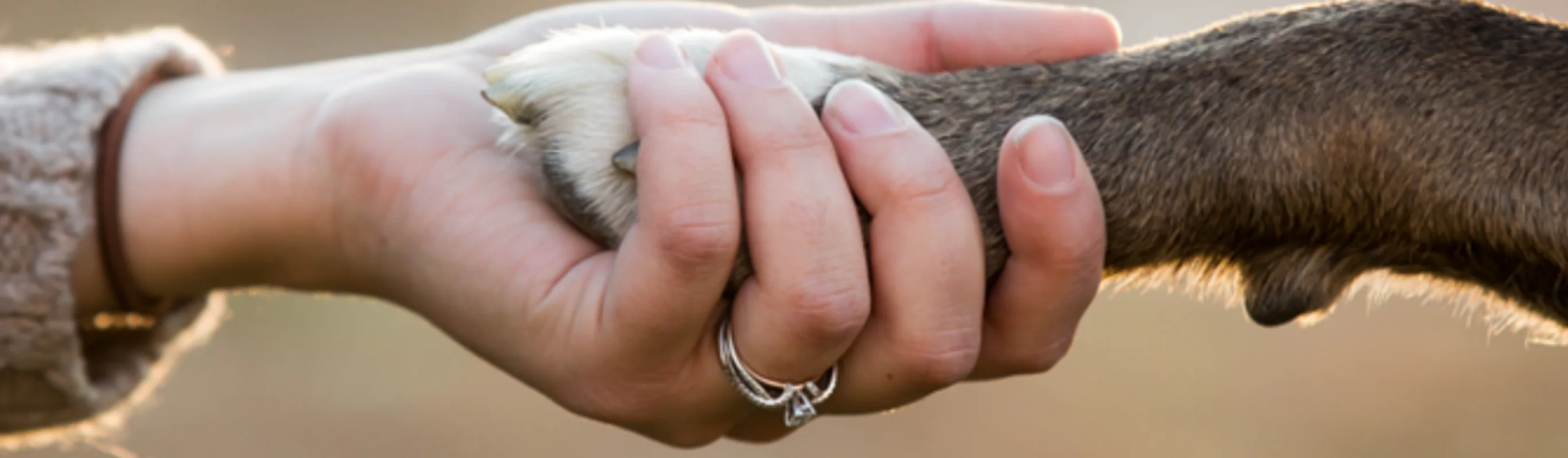 A human holding a dog's paw