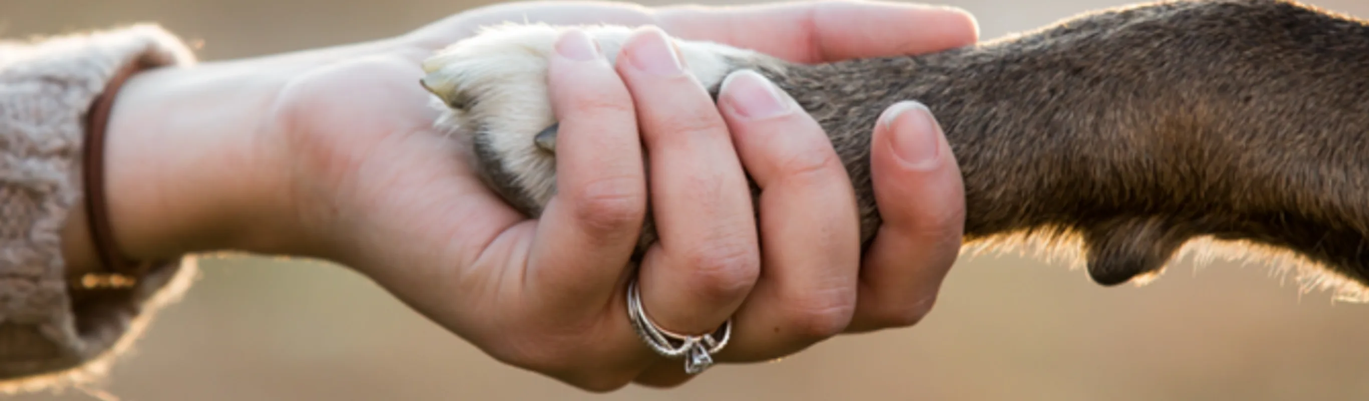 A human holding a dog's paw A human holding a dog's paw
