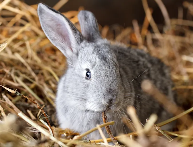 Rabbit sitting in hay Rabbit sitting in hay