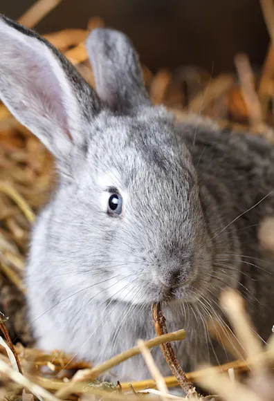 Rabbit sitting in hay Rabbit sitting in hay