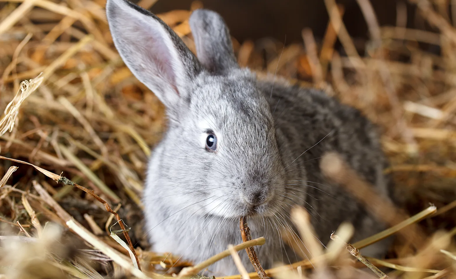 Rabbit sitting in hay Rabbit sitting in hay