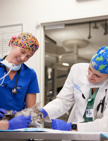 Vets tending to cat on exam table