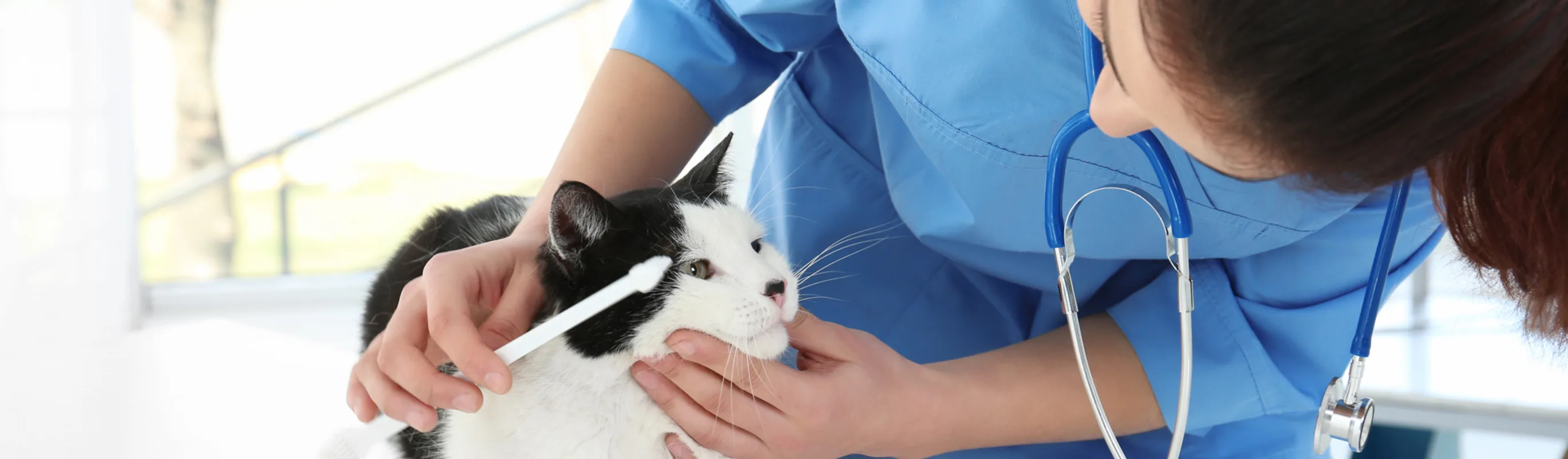 cat receiving dental care cat receiving dental care