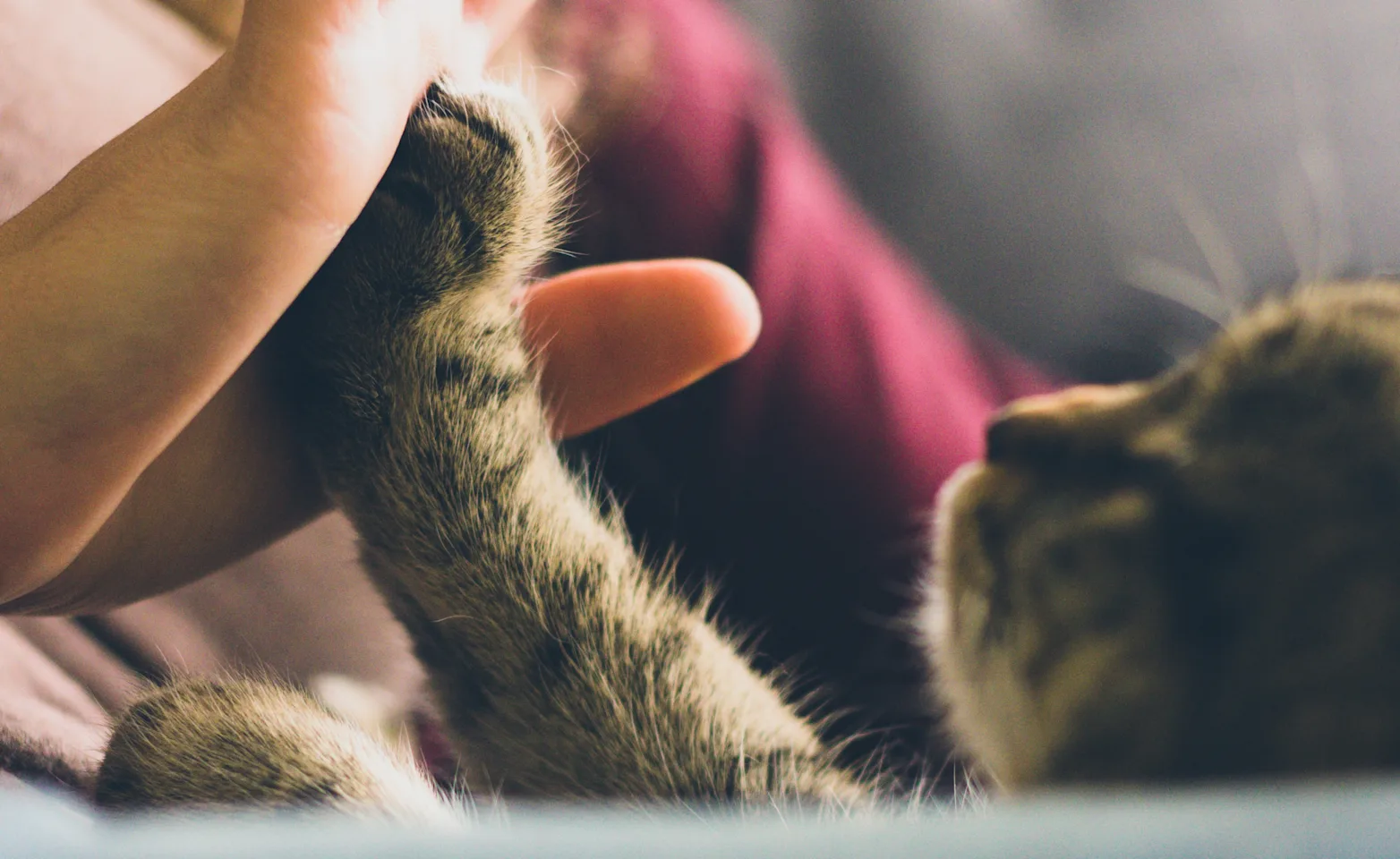 cat and woman sharing high five