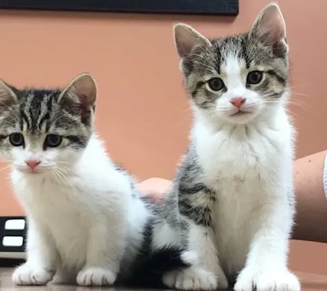 Two cats sitting on a table Two cats sitting on a table