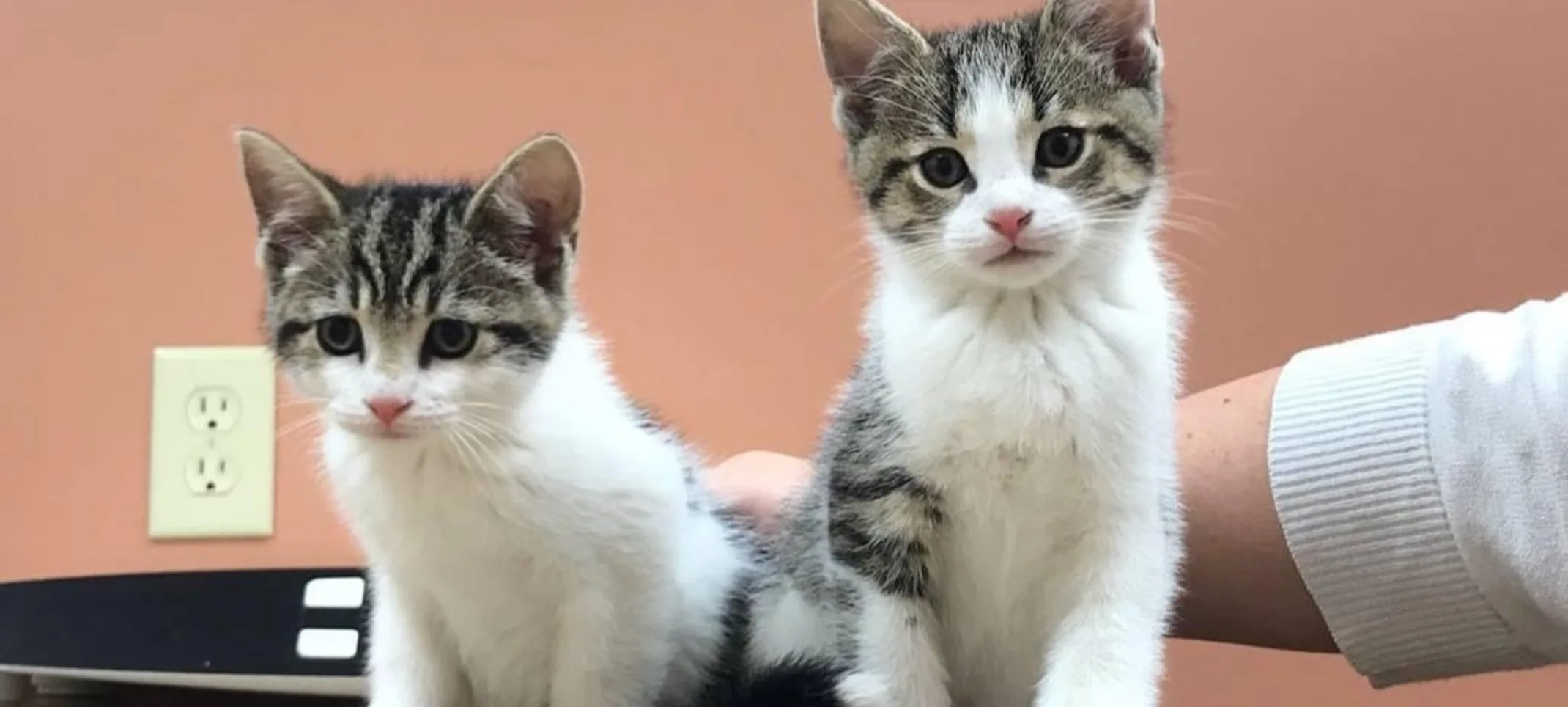 Two cats sitting on a table Two cats sitting on a table