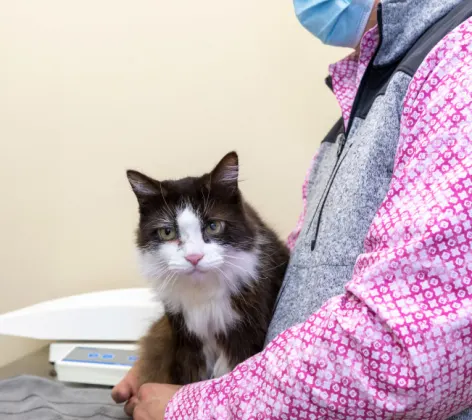 Cat being held by Doctor at Clover Valley Veterinary Services